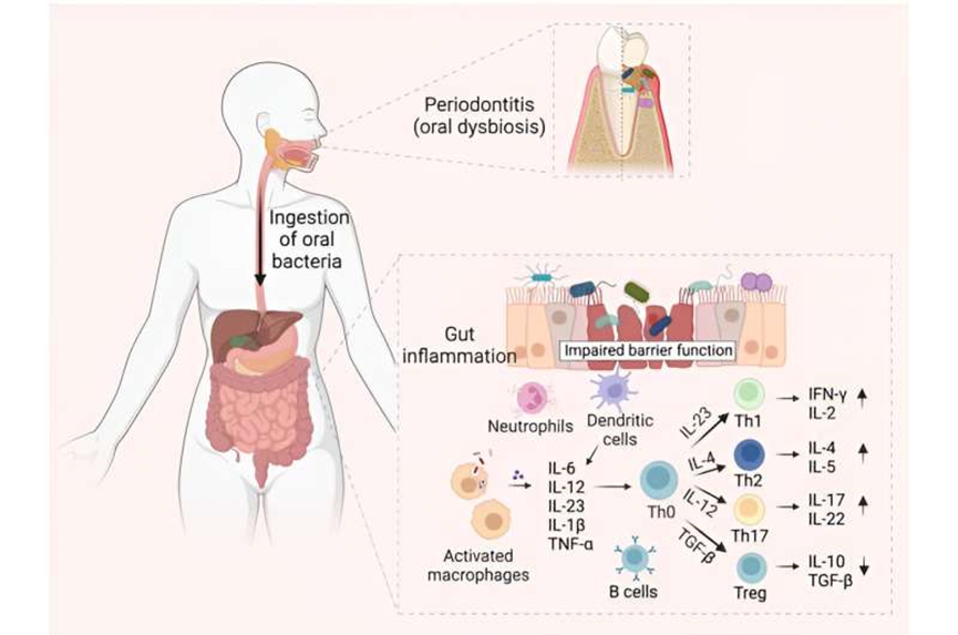 New comprehensive review strengthens case for 'oral-gut axis'