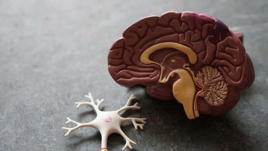 Scientists discover links between Alzheimer's disease and gut microbiota