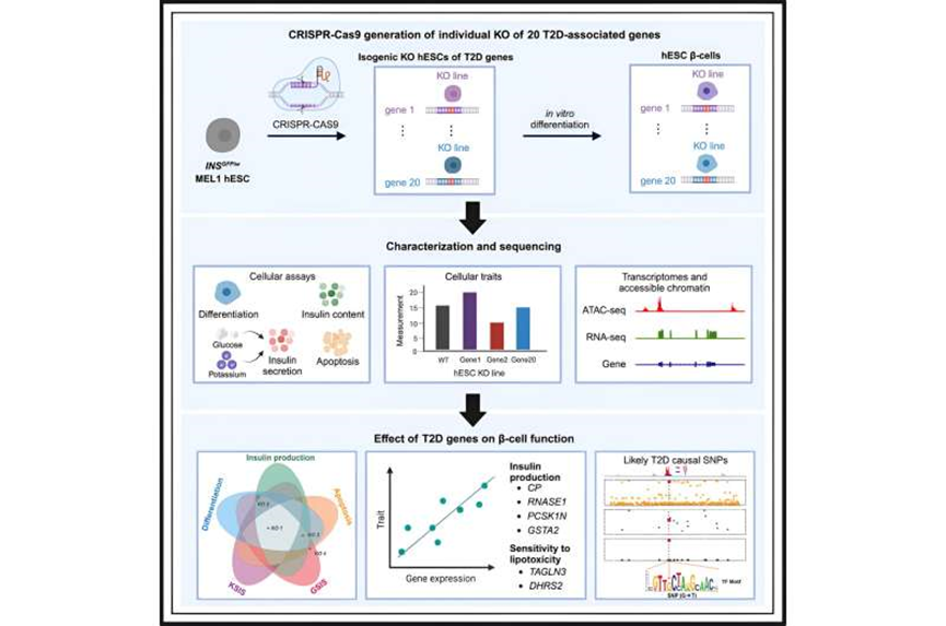 Large-scale study reveals new genetic details of diabetes