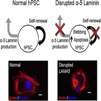 Researchers identify protein crucial for stem cell survival using editing tool CRISPR 