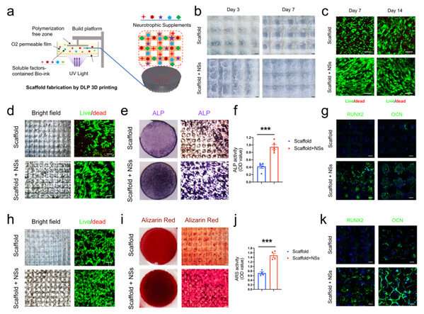 Stem cells recruited by bioactive tissue engineering graft for bone regeneration 