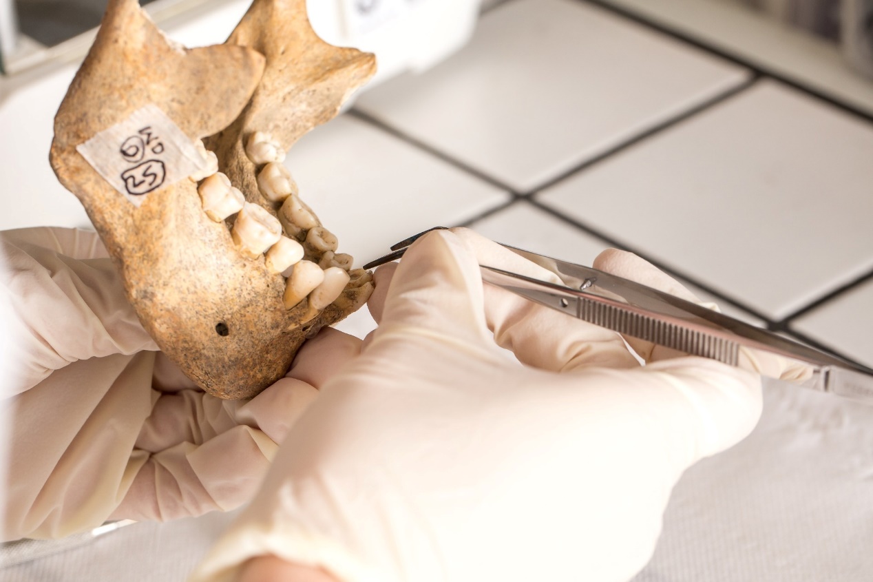 Study describes a novel, non-destructive method to extract DNA from ancient bone and tooth artifacts