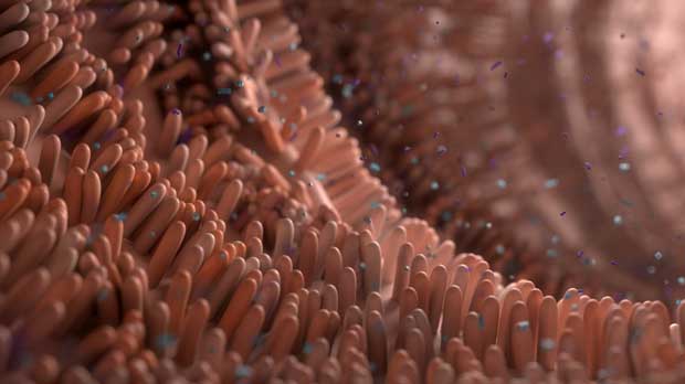Tracing the toxic fingerprint of a bacterium in our gut 