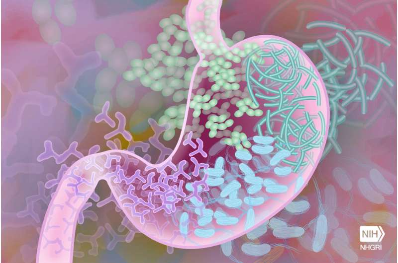 Study finds stool transplants more effective than antibiotics for treating recurring, life-threatening gut infections 