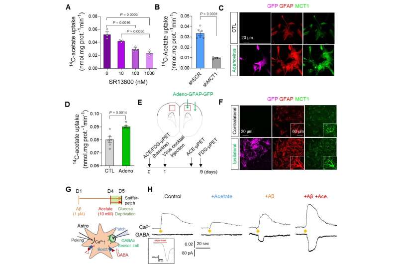 A new breakthrough in Alzheimer's disease research: Visualizing reactive astrocyte-neuron interaction 