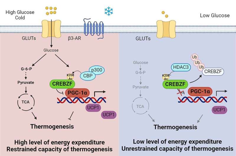 Study identifies novel mechanism of glucose sensing by adipocytes in regulating thermogenesis and energy metabolism