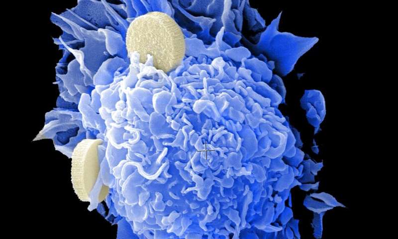 How cellular plasticity drives cancer metastasis