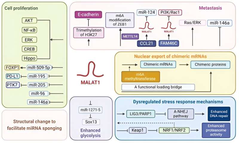 Study reviews the role of a ribonucleic acid 'MALAT1' in hematological malignancies