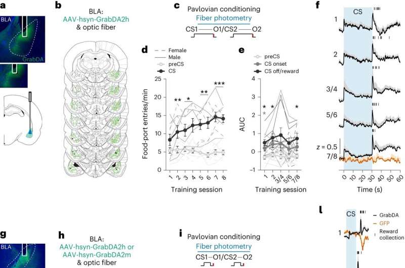 Study finds that dopamine projections to the amygdala contribute to encoding identity-specific reward memories