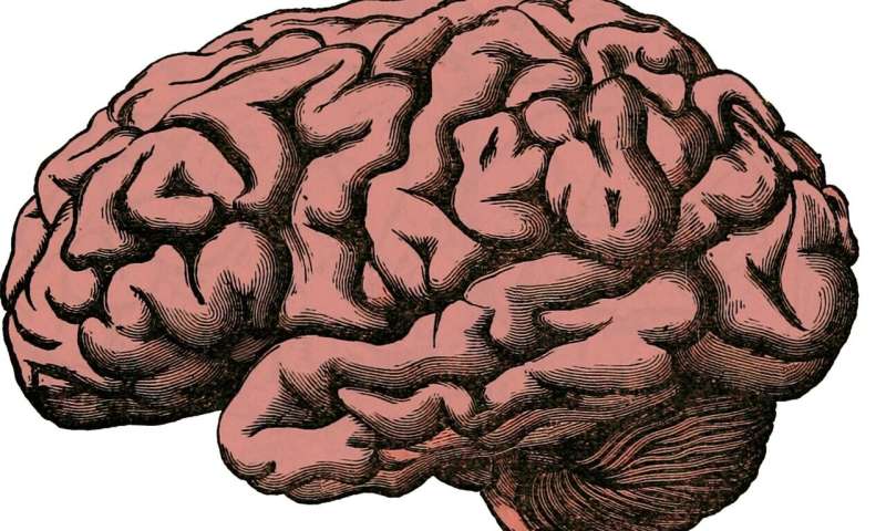 Dementia gene linked to connections in brain 