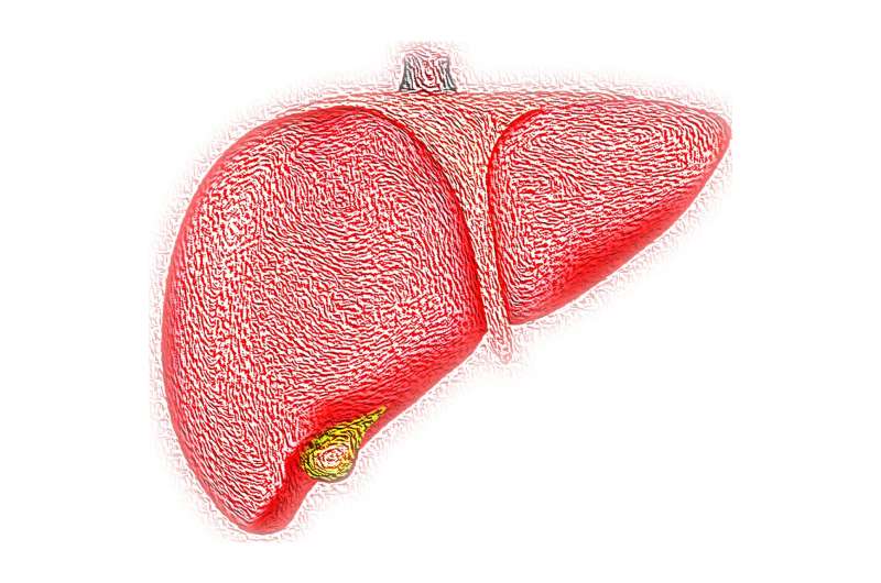 'Humanized' liver in mice reveals roots of chronic diseases 