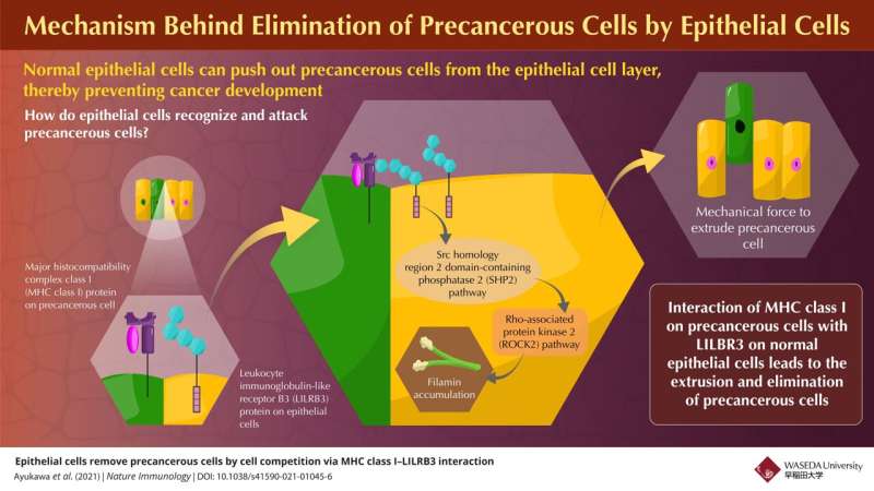 New study reveals how epithelial cells in the body naturally eliminate 'precancerous' ones 