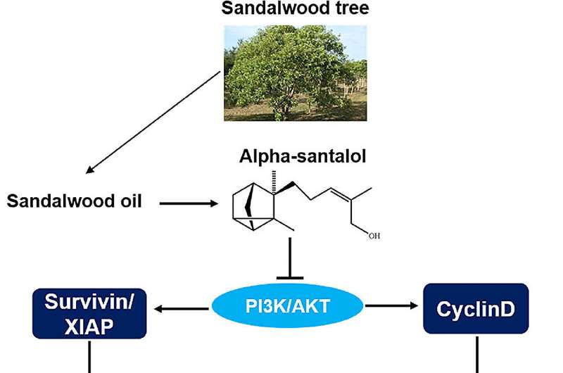 Sandalwood oil by-product found to prevent prostate cancer development in mice 