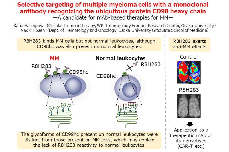 A myeloma-targeting monoclonal antibody offers new hope for treating multiple myeloma 