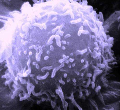 Interaction with stromal cells influences tumor growth, metastasis in pancreatic cancer 