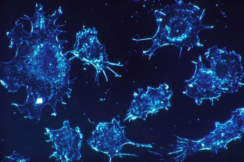 An under-the-radar immune cell shows potential in fight against cancer 