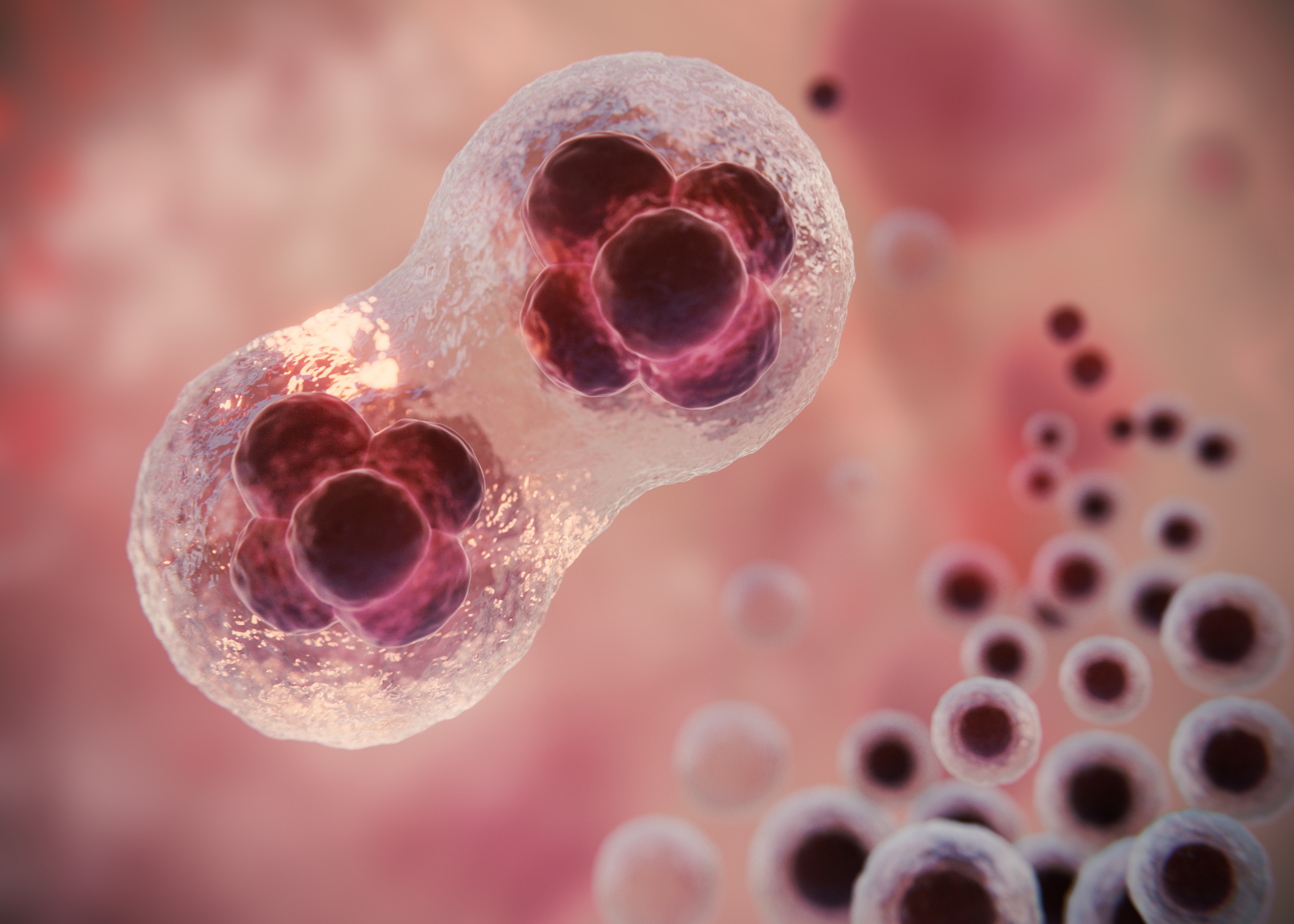 Enhancing IVF Success: The Potential of Primitive Endoderm Stem Cells