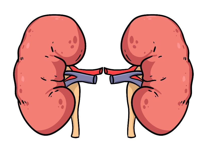 Tragic Outcome: Second Patient with Genetically Modified Pig Kidney Dies